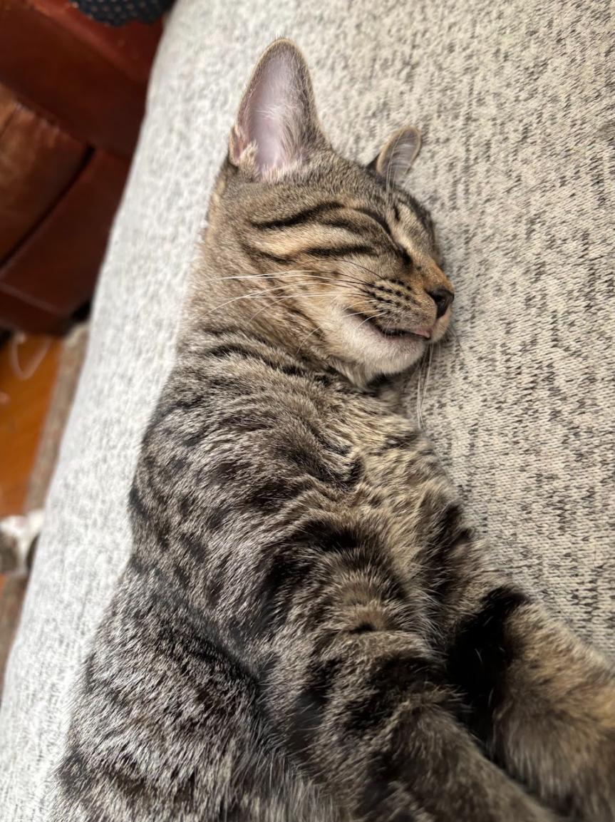 Bear *MUST BE ADOPTED AS A BUDDY*, a Adoptable Domestic Short Hair in Toronto, ON image 2/6