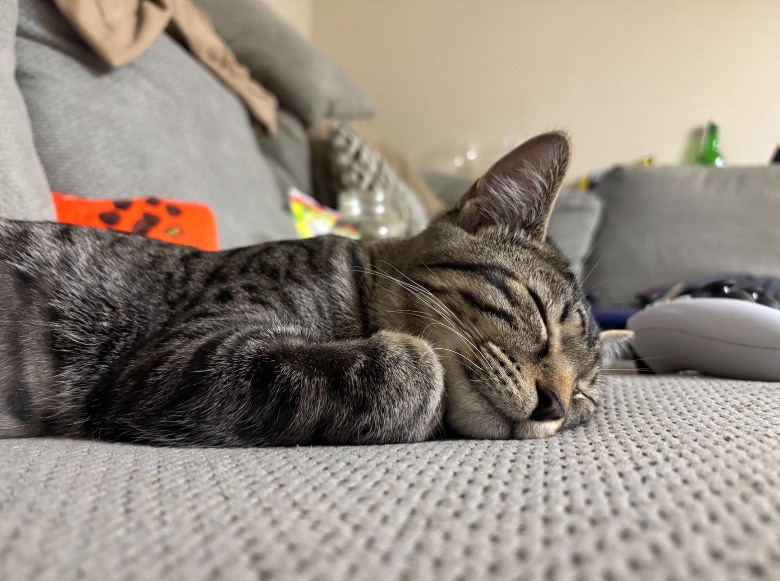 Bear *MUST BE ADOPTED AS A BUDDY*, a Adoptable Domestic Short Hair in Toronto, ON image 3/6