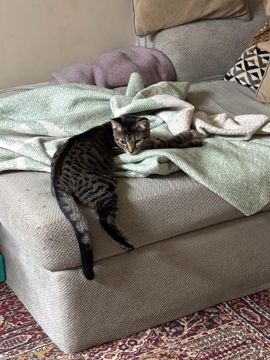 Bear *MUST BE ADOPTED AS A BUDDY*, a Adoptable Domestic Short Hair in Toronto, ON image 4/6