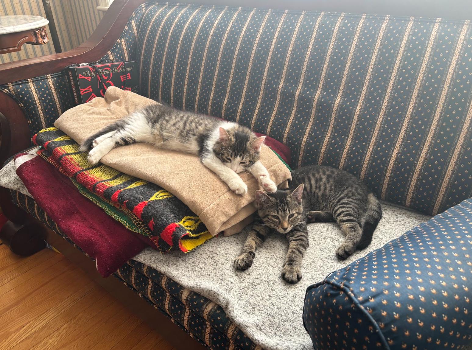 Bear *MUST BE ADOPTED AS A BUDDY*, a Adoptable Domestic Short Hair in Toronto, ON image 5/6