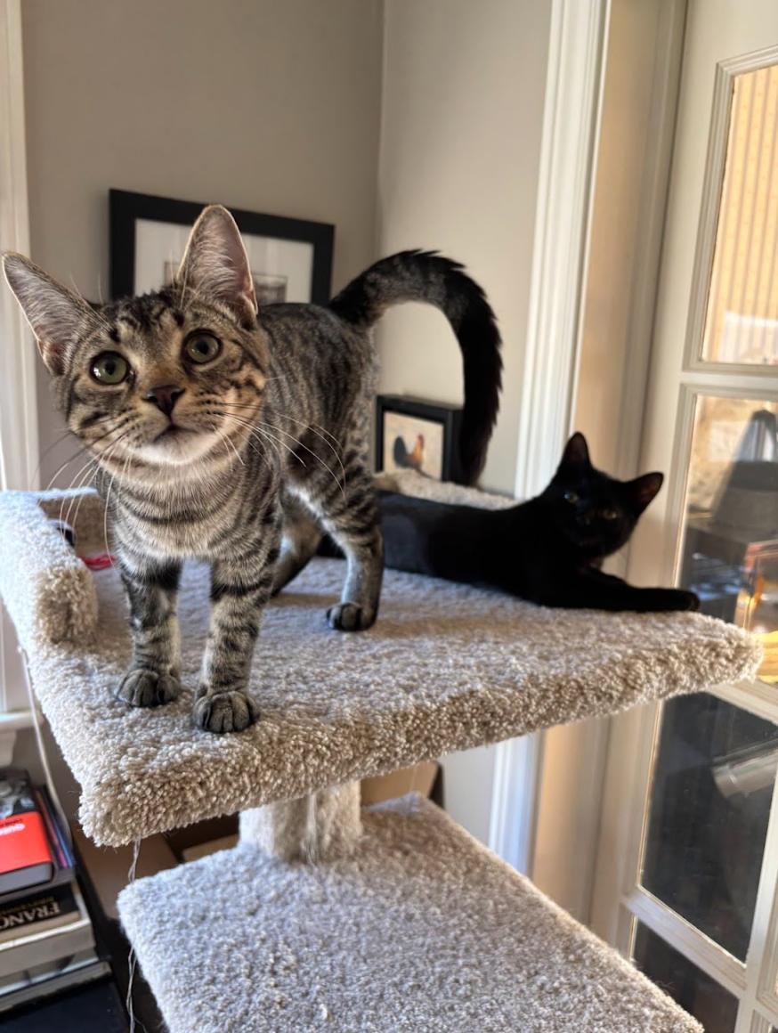 Bear *MUST BE ADOPTED AS A BUDDY*, a Adoptable Domestic Short Hair in Toronto, ON image 6/6