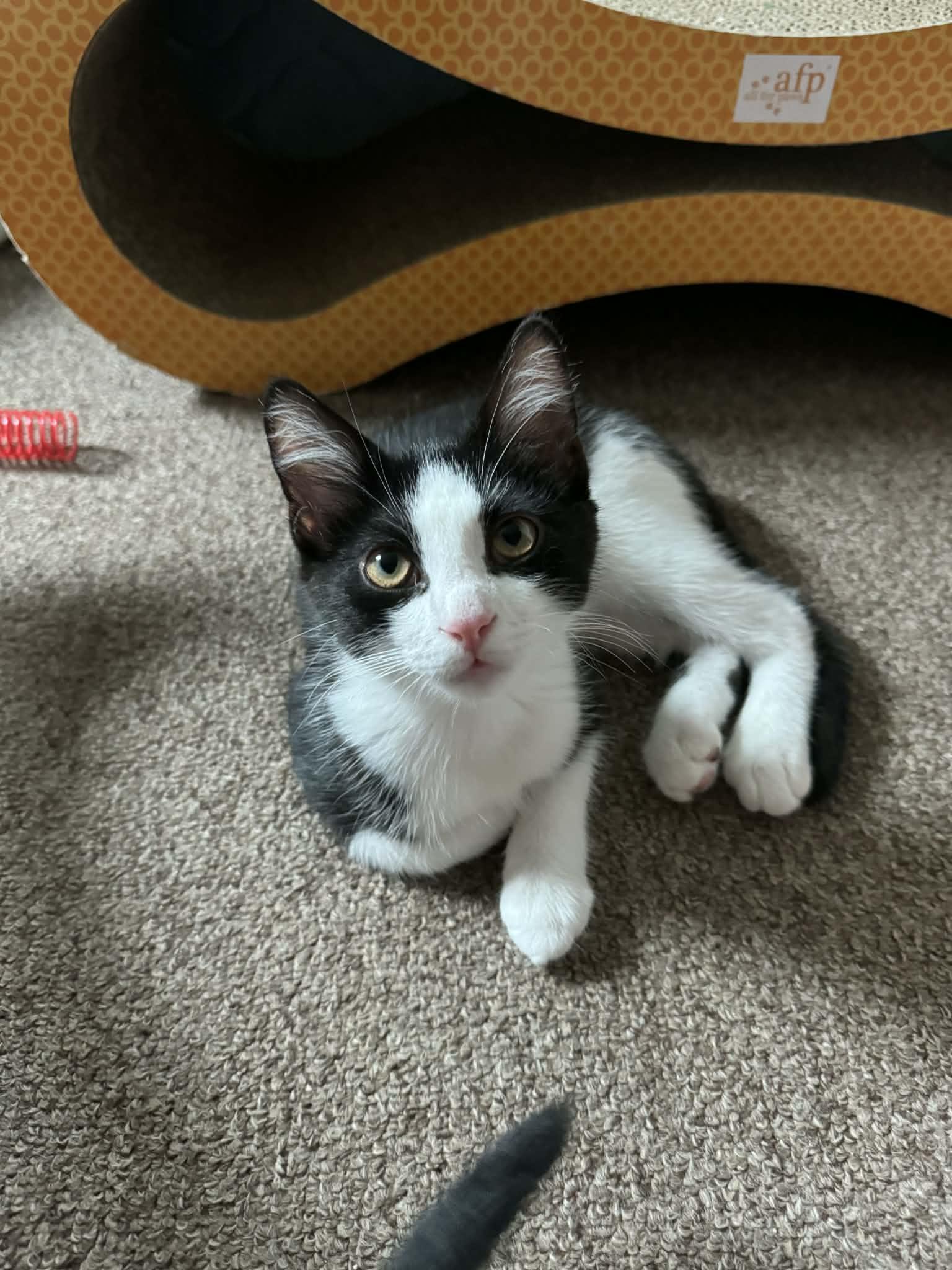 Enlarge Peep, a ADOPTABLE Domestic Short Hair in Milwaukee, WI image 5/5