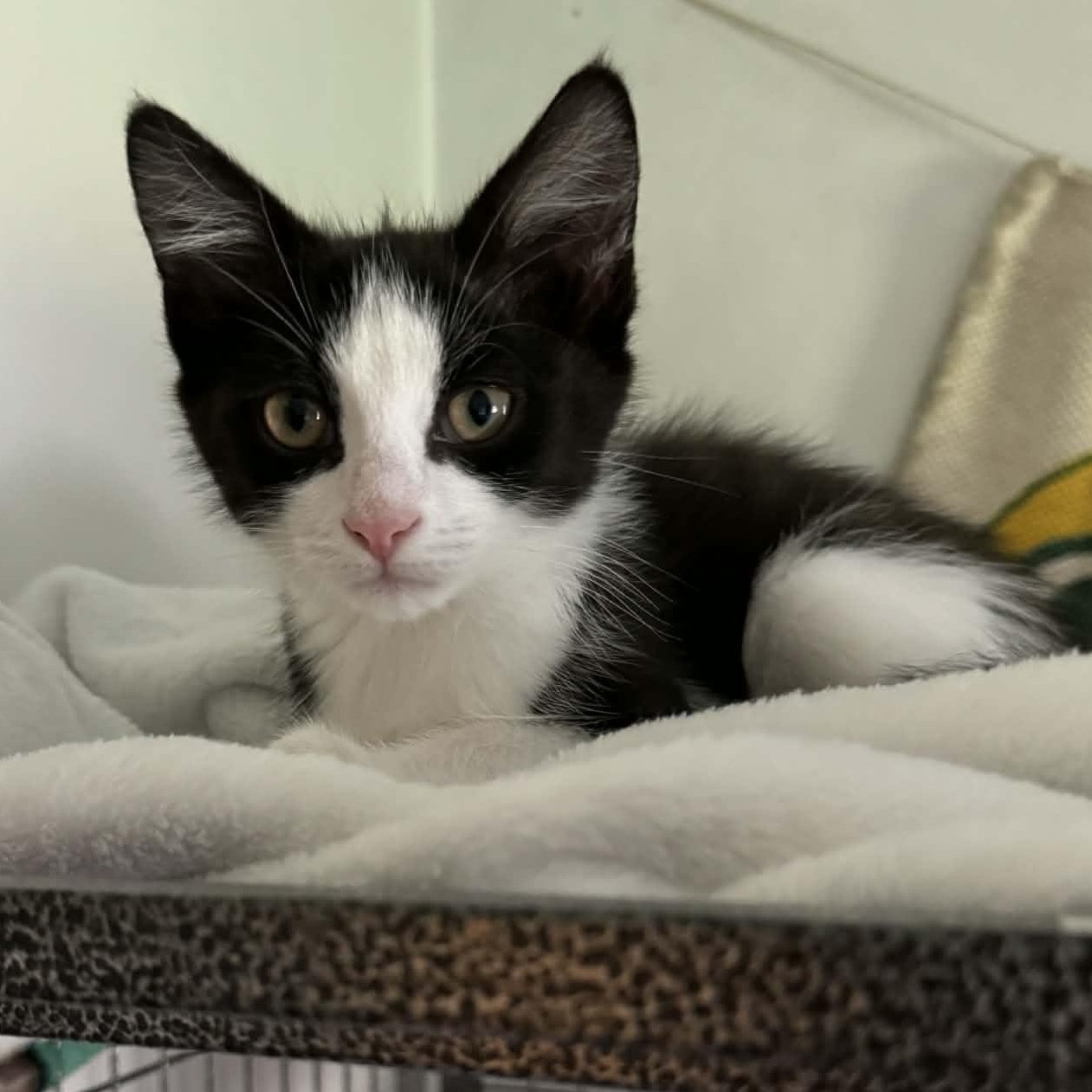 Peep, ADOPTABLE, Kitten Male Domestic Short Hair.