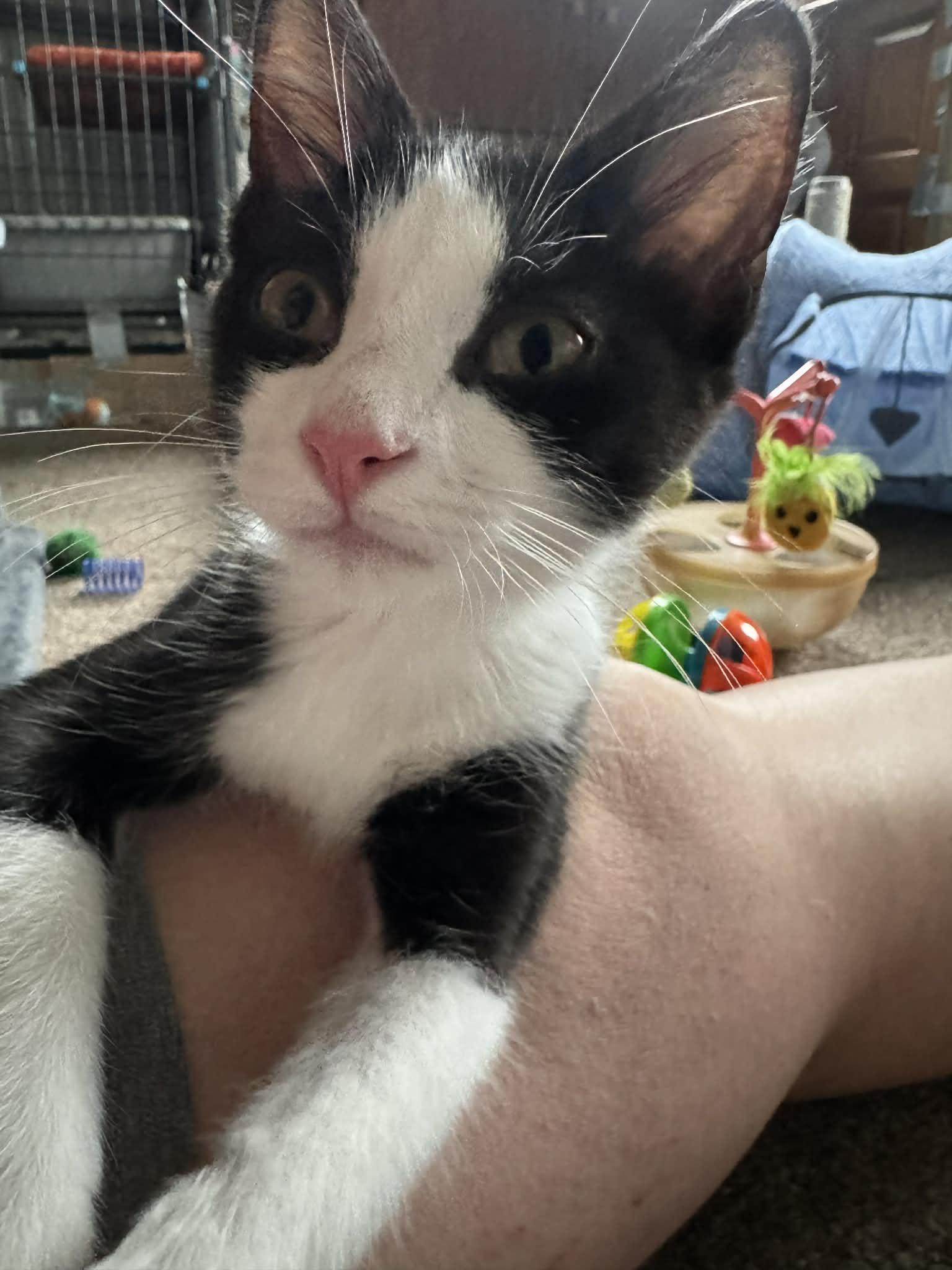 Enlarge Peep, a ADOPTABLE Domestic Short Hair in Milwaukee, WI image 4/5