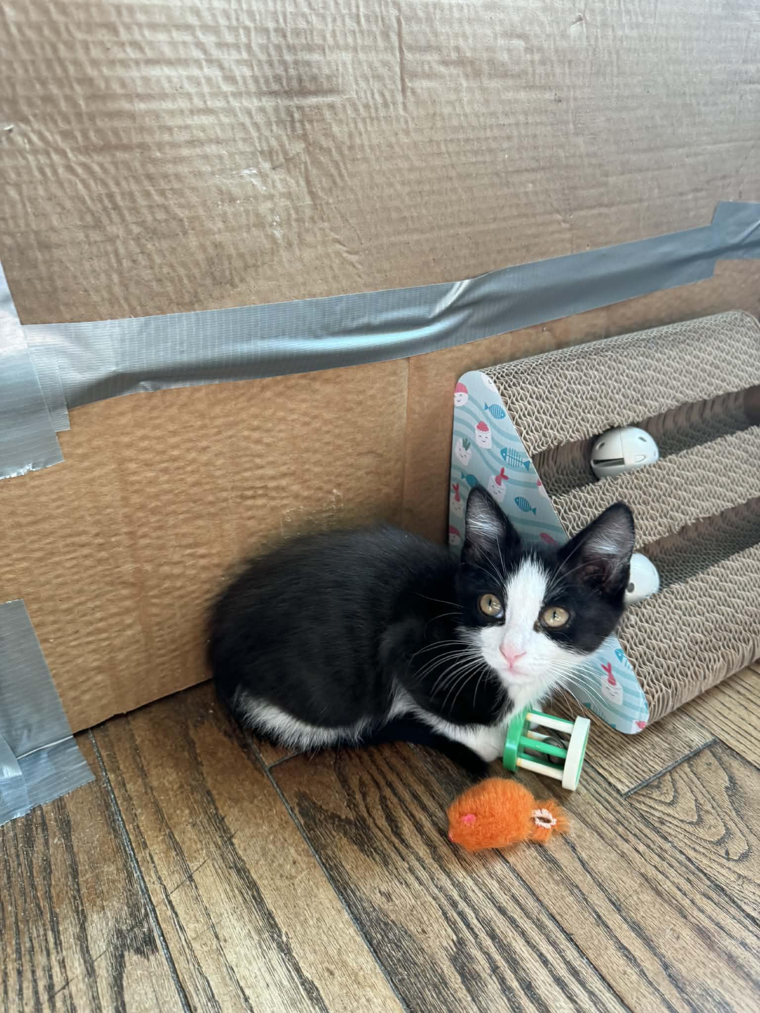 Enlarge Peep, a ADOPTABLE Domestic Short Hair in Milwaukee, WI image 3/3