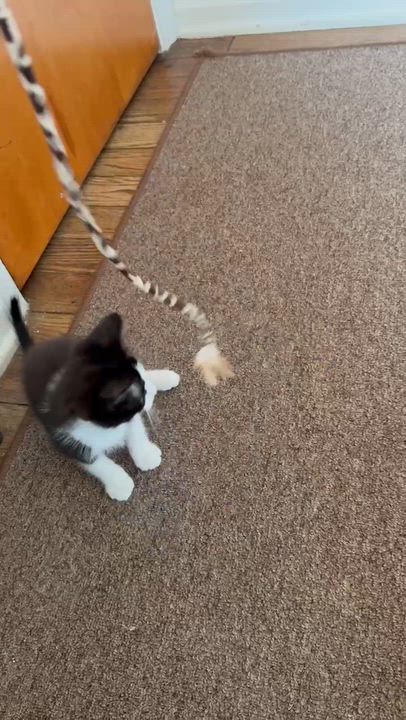 Enlarge Peep, a ADOPTABLE Domestic Short Hair in Milwaukee, WI video 2/3