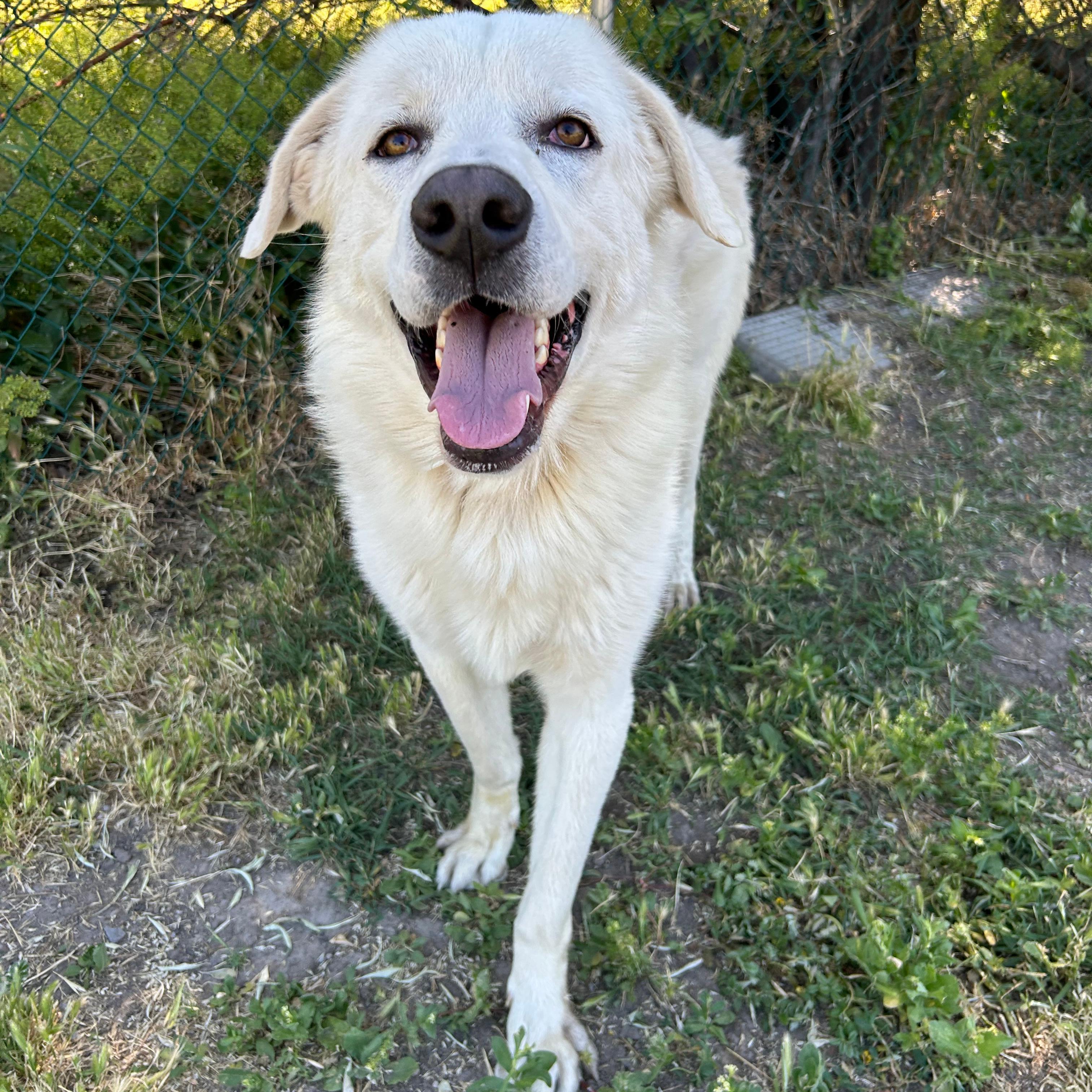 Titus, a ADOPTABLE mixed breed in Lindon, UT image 2/5
