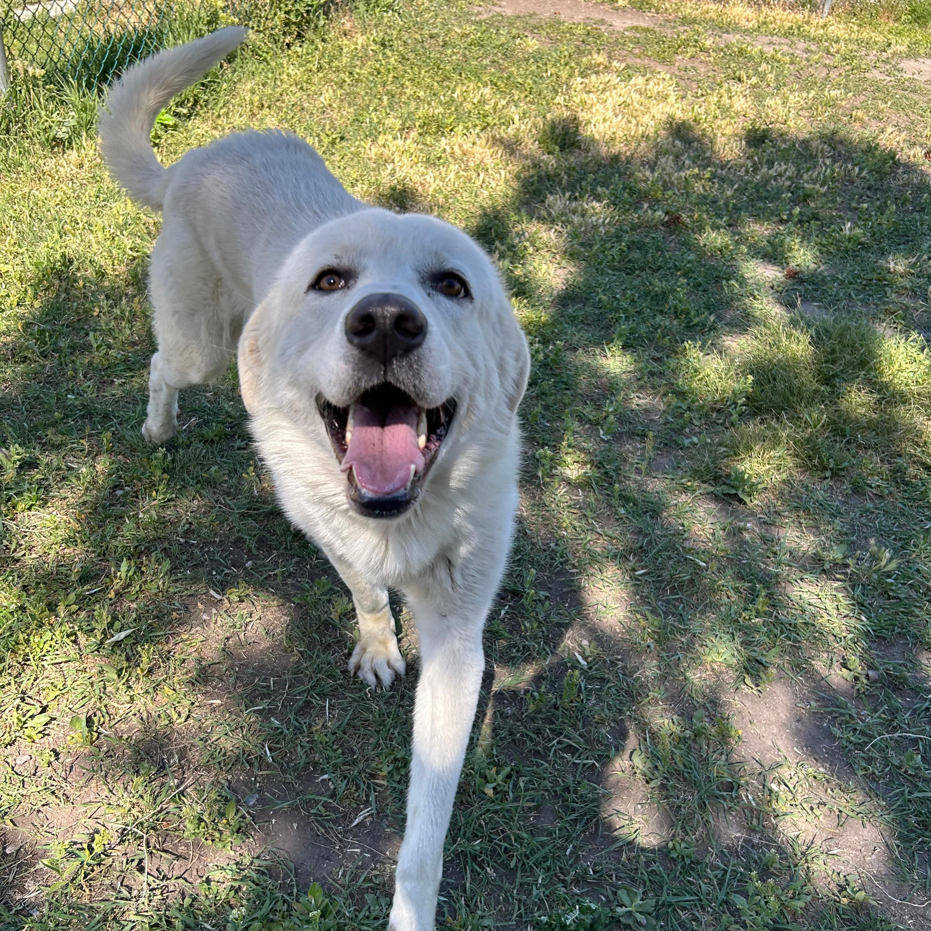 Titus, a ADOPTABLE mixed breed in Lindon, UT image 5/5