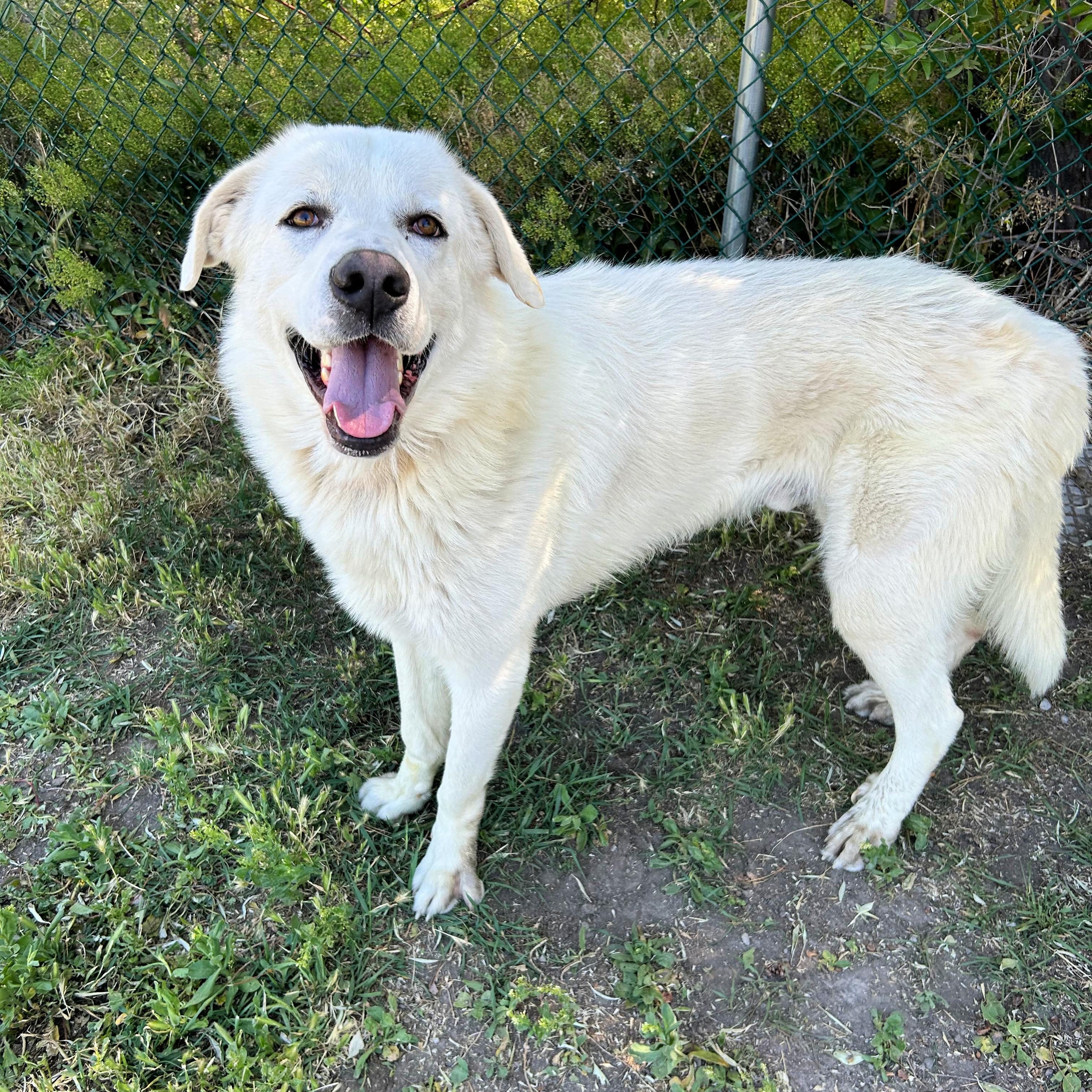 Titus, a ADOPTABLE mixed breed in Lindon, UT image 4/5