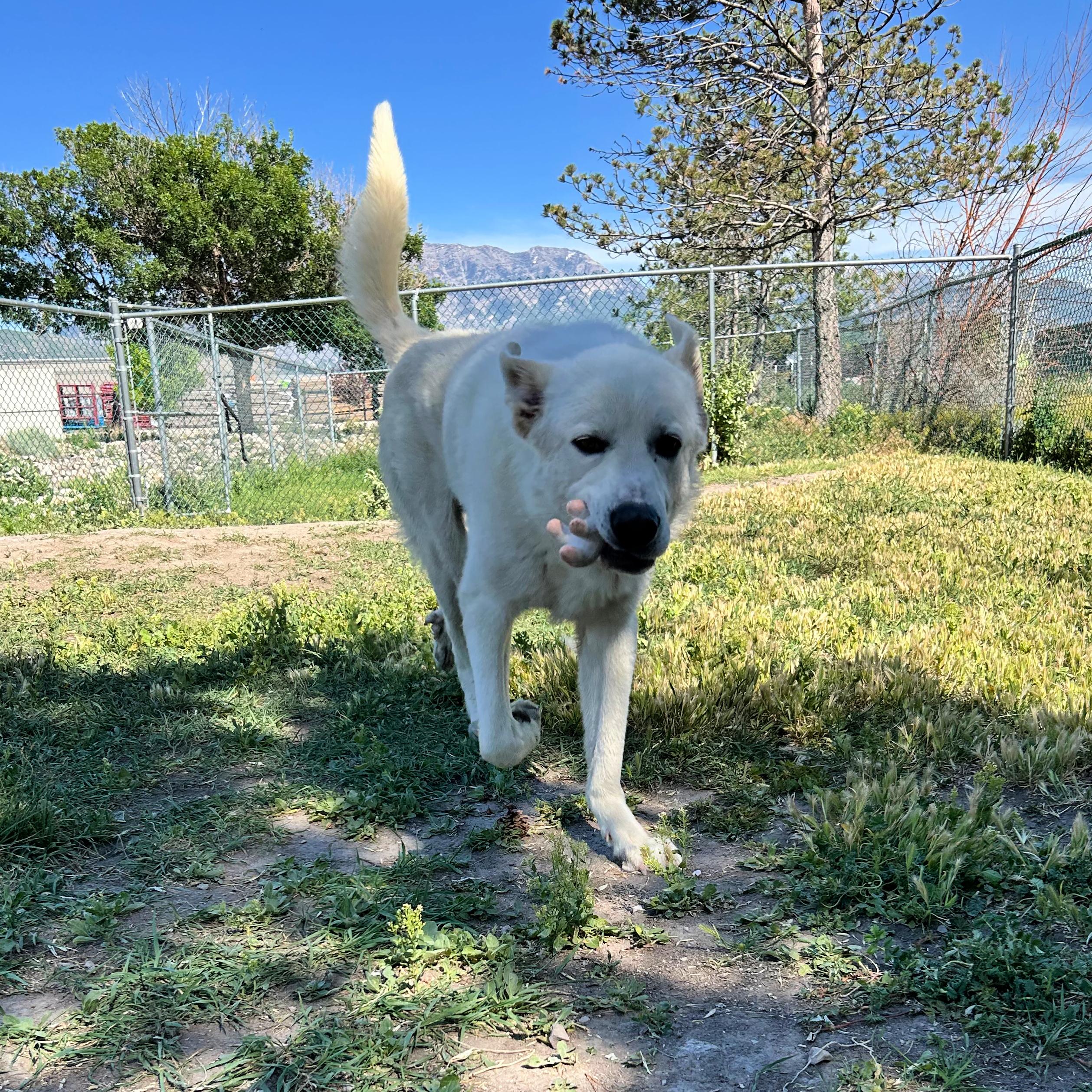 Titus, a ADOPTABLE mixed breed in Lindon, UT image 3/5