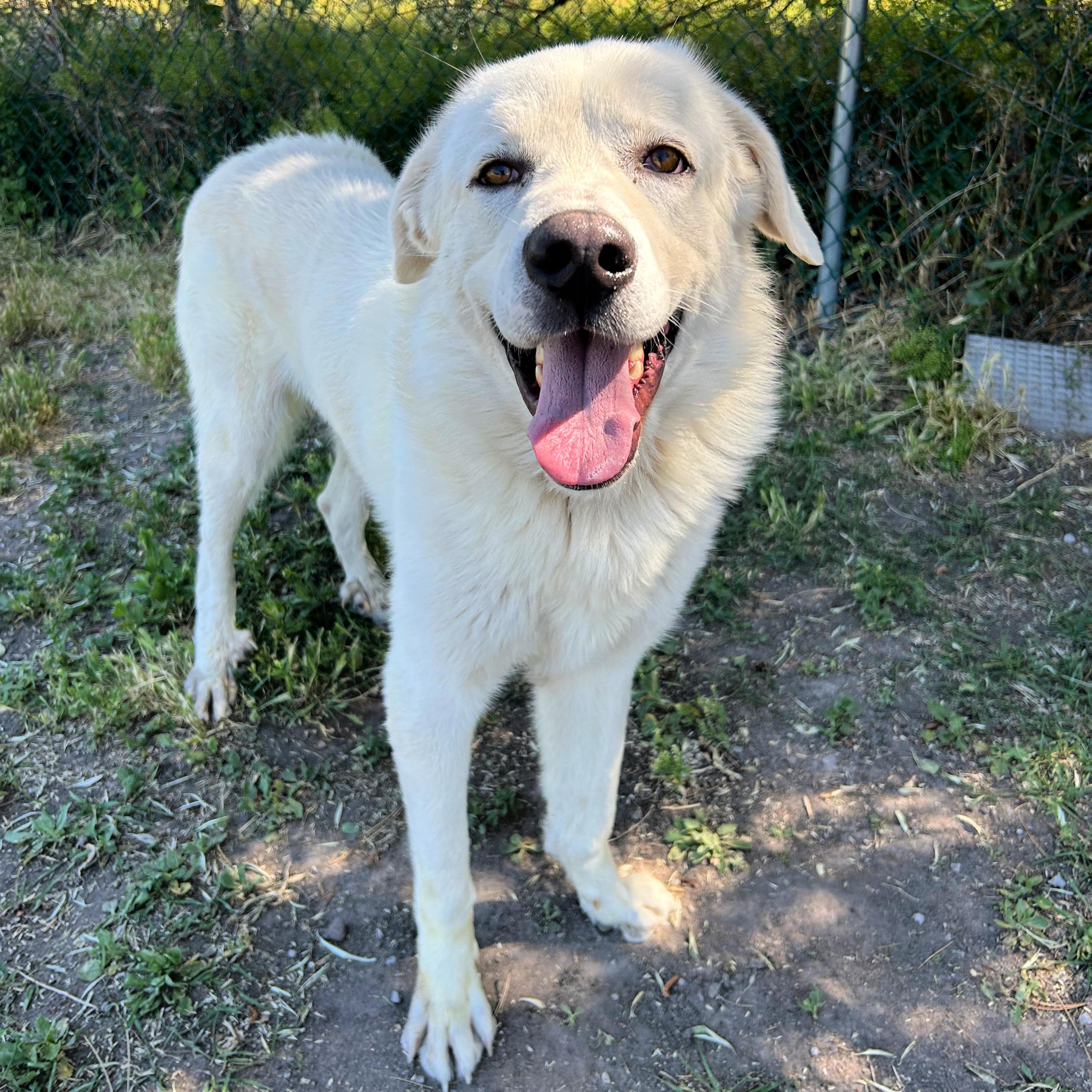 Titus, ADOPTABLE, Adult Male Great Pyrenees.