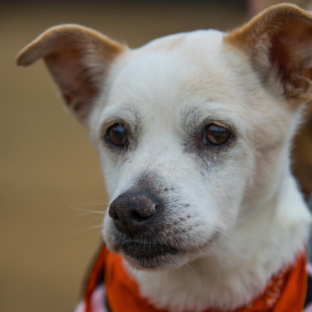 Bear, a Adoptable mixed breed in Marietta, GA image 1/6