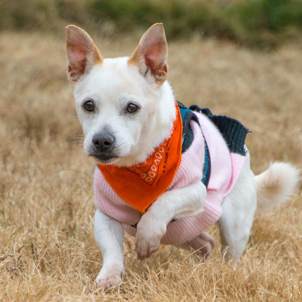 Bear, a Adoptable mixed breed in Marietta, GA image 2/6