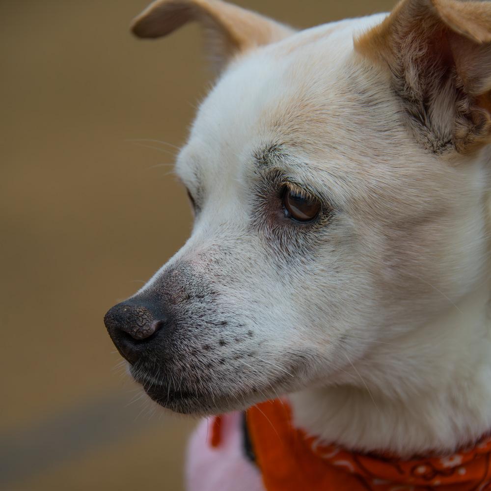 Bear, a Adoptable mixed breed in Marietta, GA image 3/6