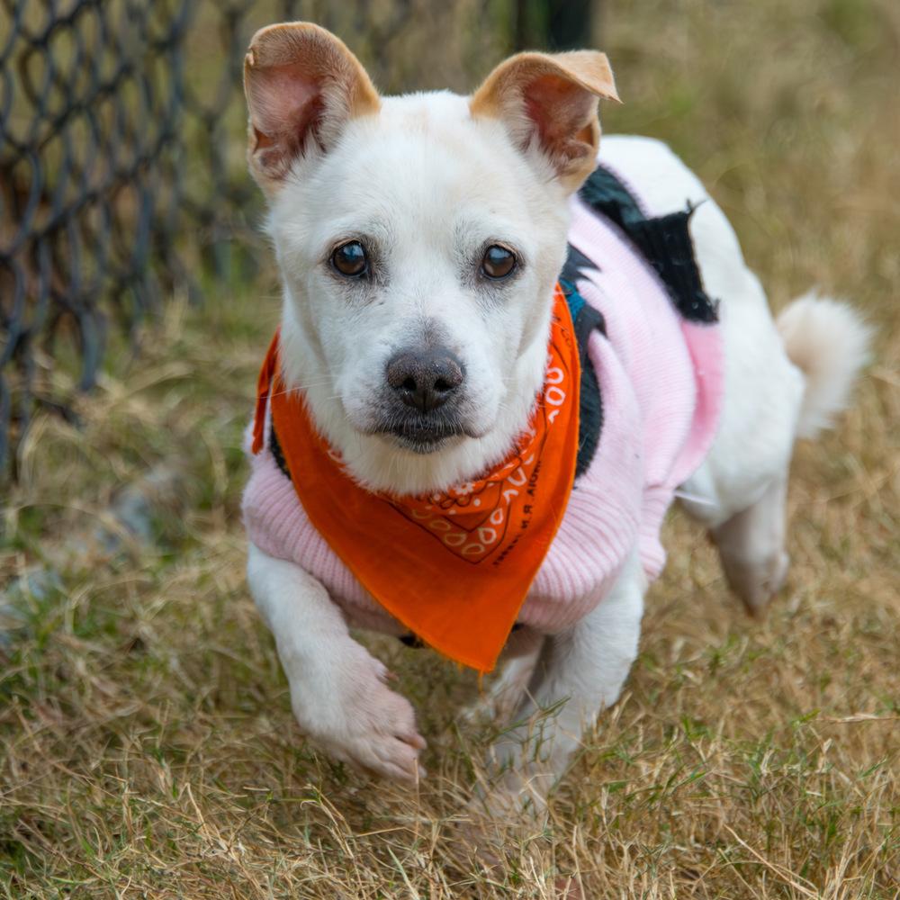 Bear, a Adoptable mixed breed in Marietta, GA image 4/6