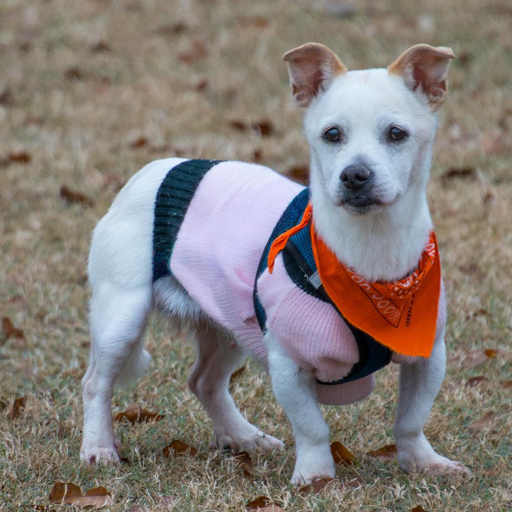 Bear, a Adoptable mixed breed in Marietta, GA image 5/6