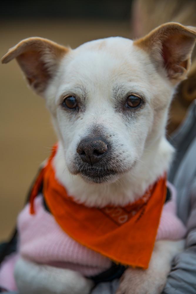 Bear, a Adoptable mixed breed in Marietta, GA image 6/6