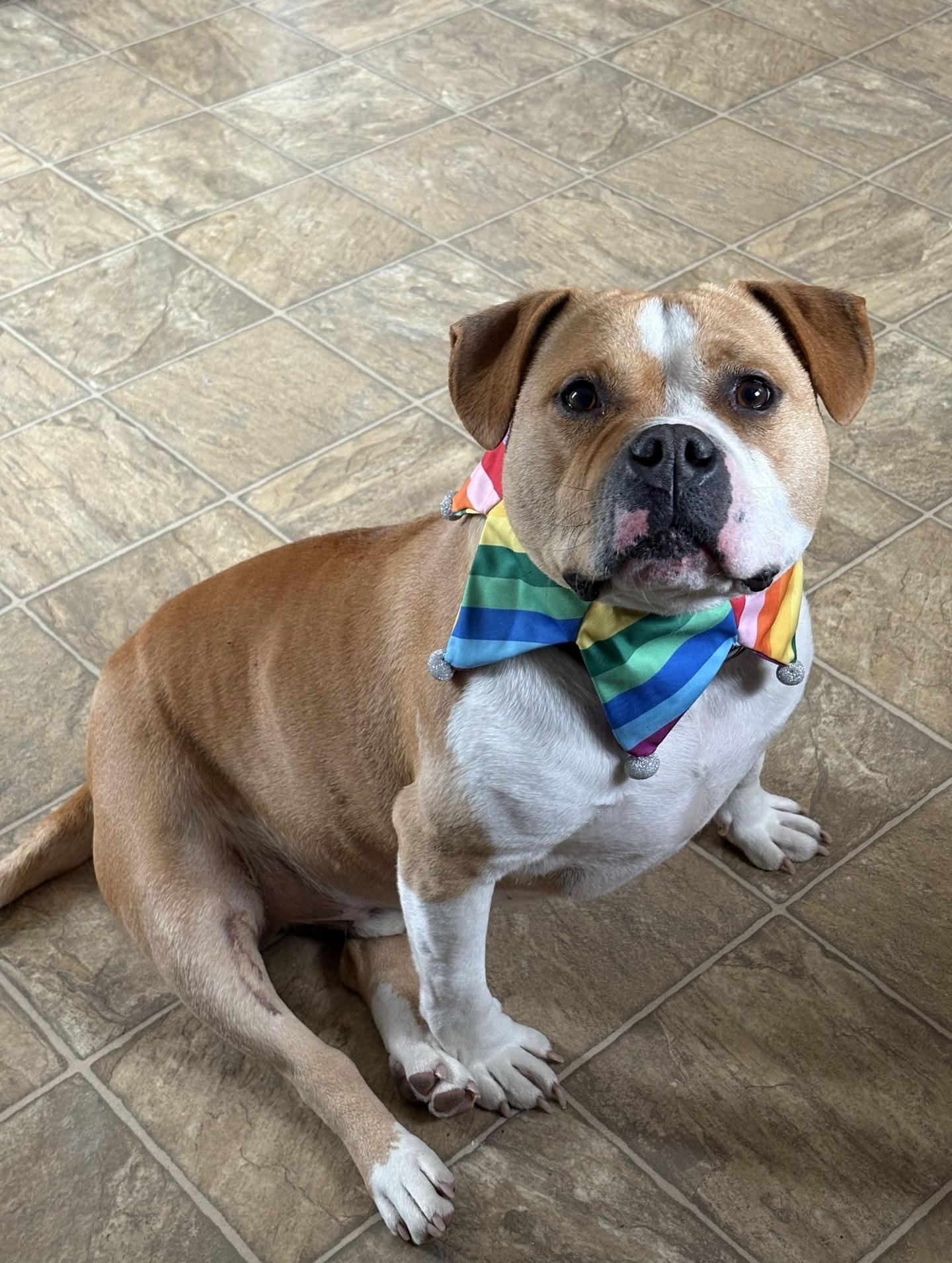 Hamish, Adoptable, Young Male English Bulldog & Mixed Breed.