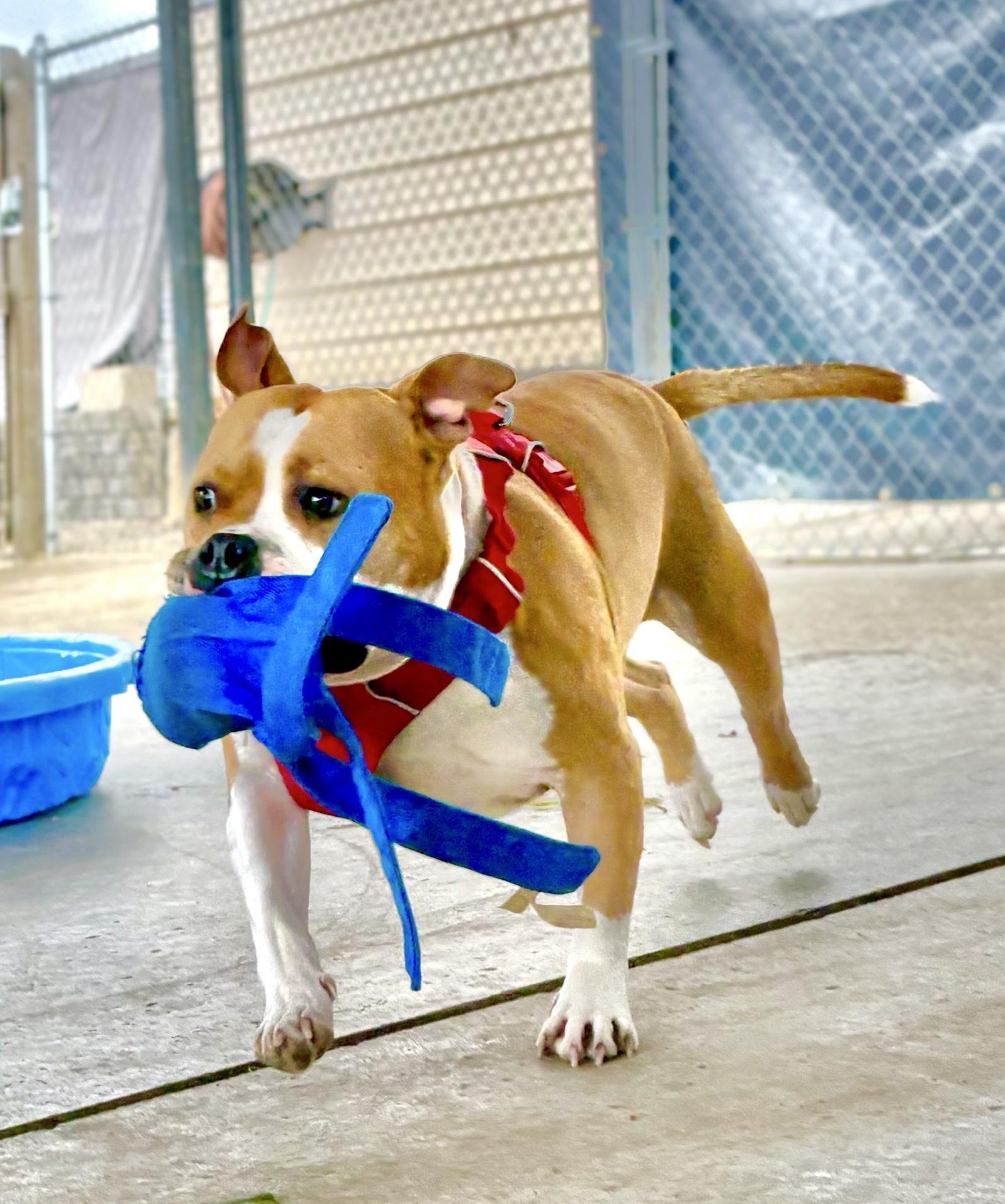 Enlarge Hamish, a Adoptable mixed breed in Oxford, MI image 3/6