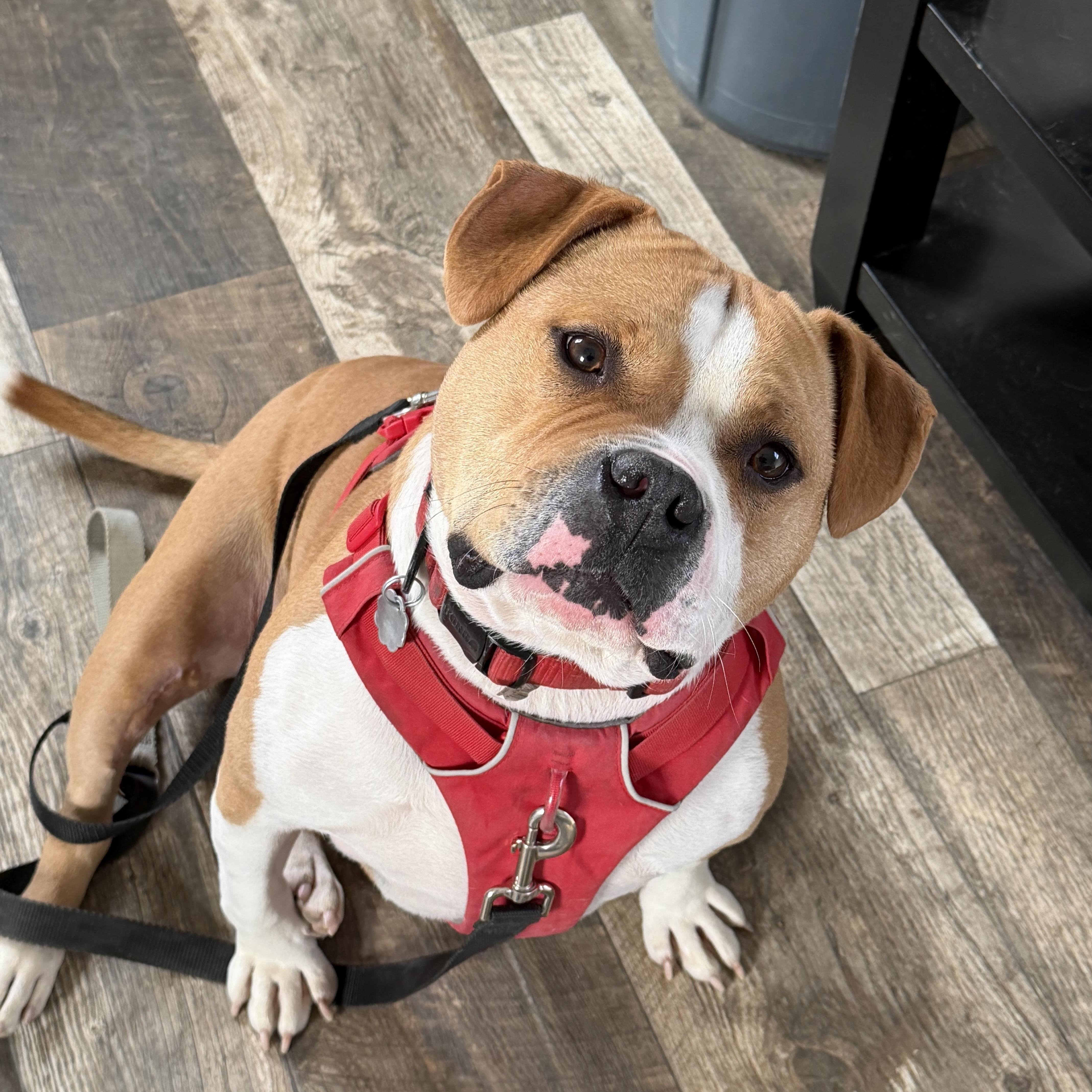 Enlarge Hamish, a Adoptable mixed breed in Oxford, MI image 5/6