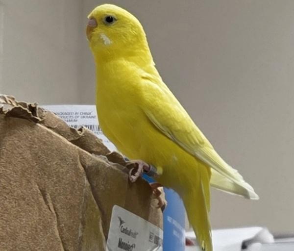 Glad0s, Adoptable, Adult Female Budgie / Budgerigar.