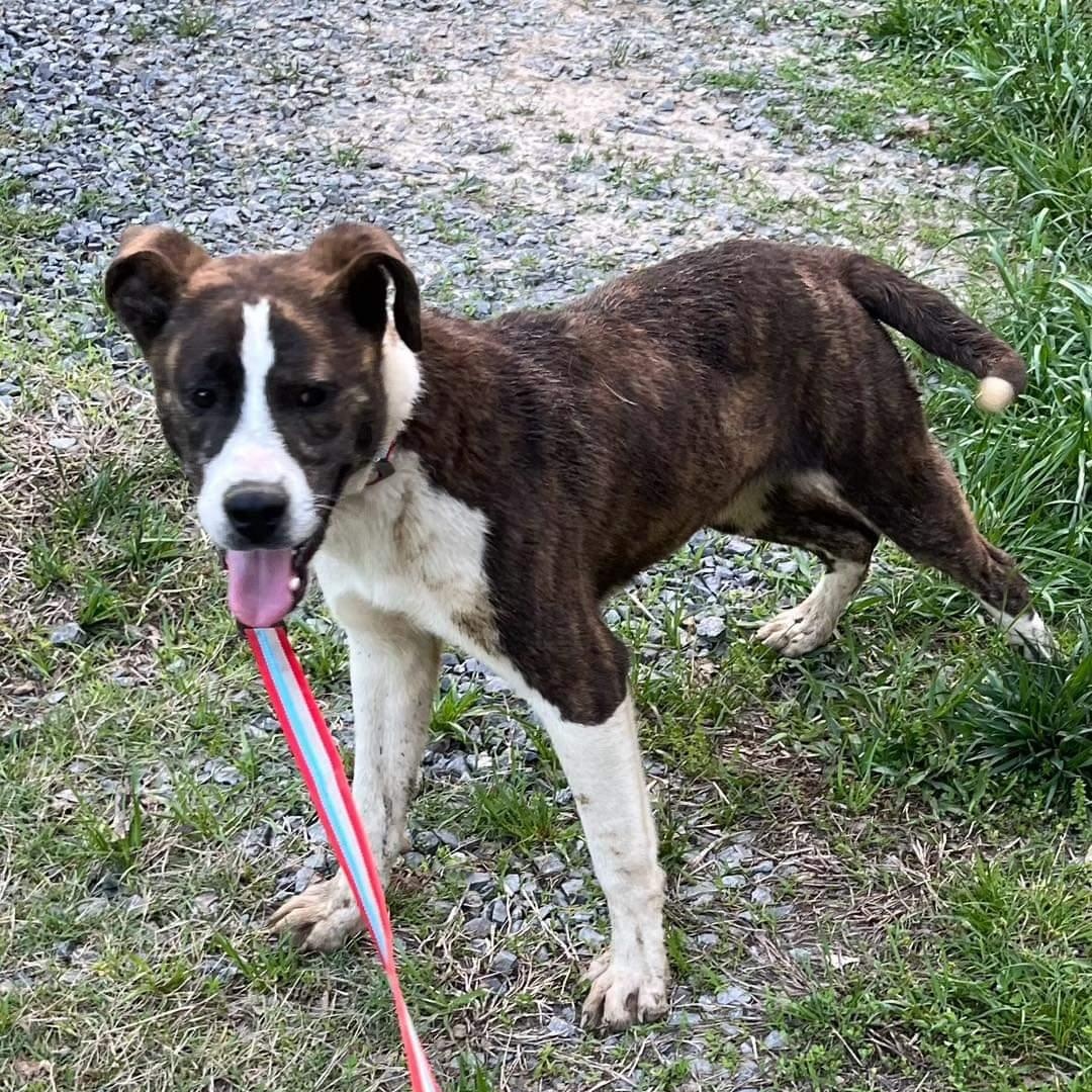 Grant, Adoptable, Young Male Pit Bull Terrier.