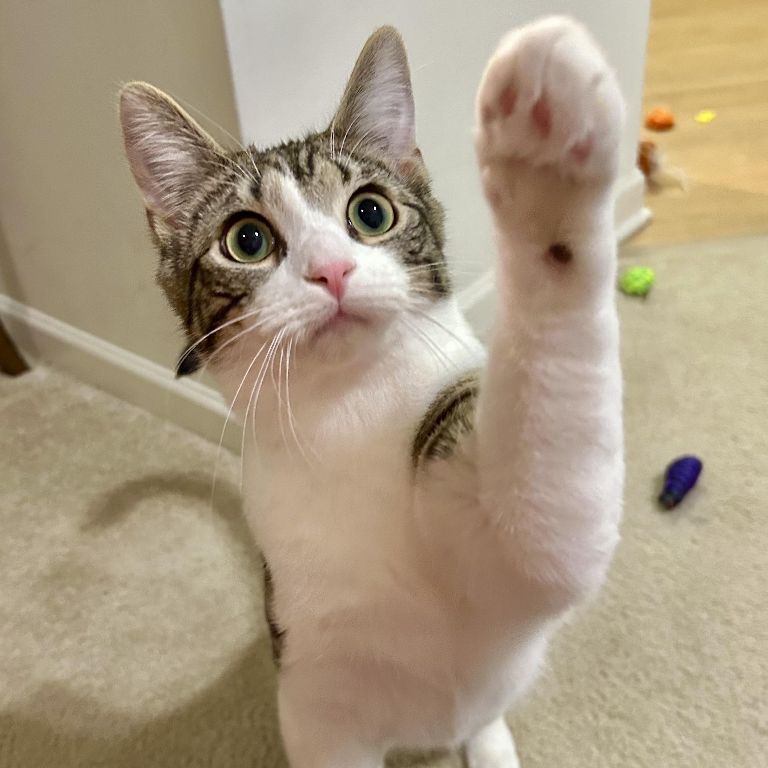 Enlarge Elm, a Adopted Domestic Medium Hair in Fresh Meadows, NY image 2/6