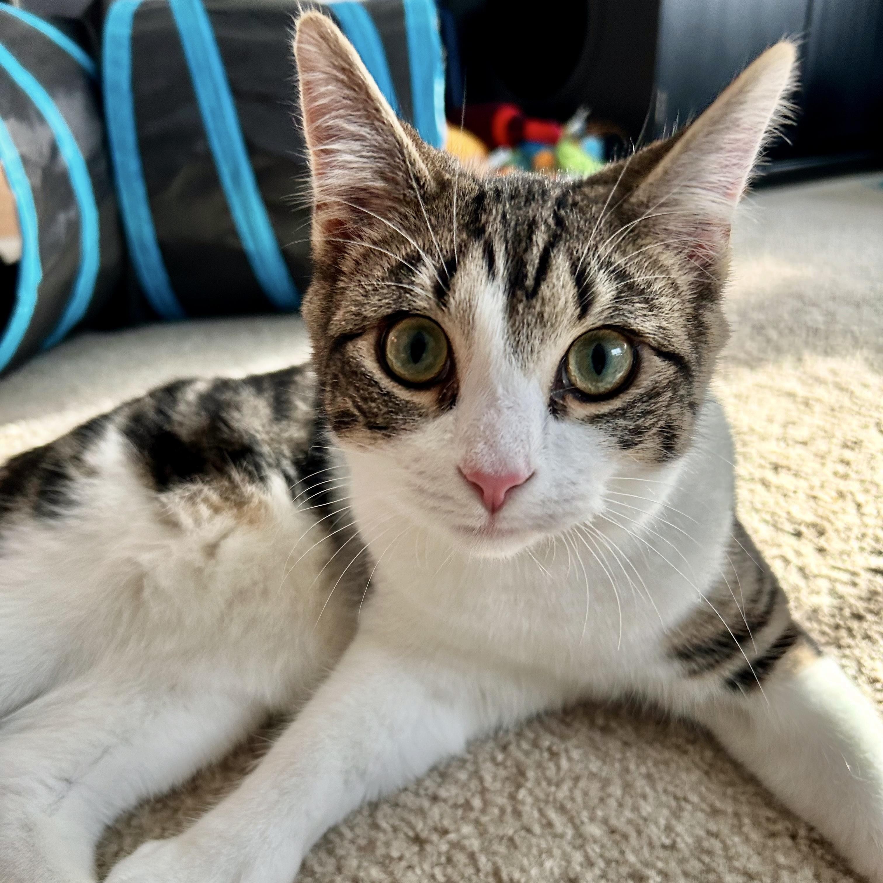 Enlarge Elm, a Adopted Domestic Medium Hair in Fresh Meadows, NY image 6/6