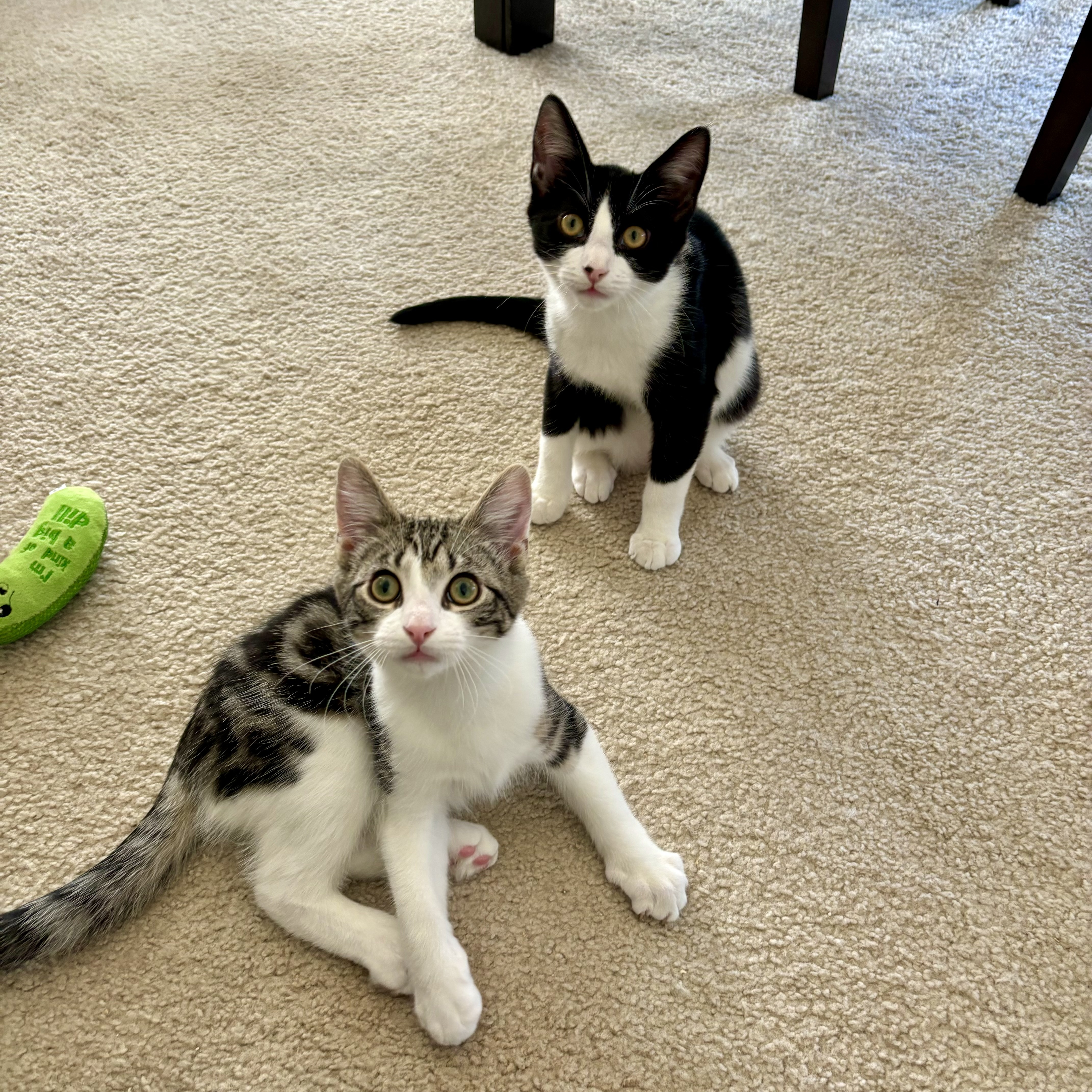 Enlarge Elm, a Adopted Domestic Medium Hair in Fresh Meadows, NY image 3/6