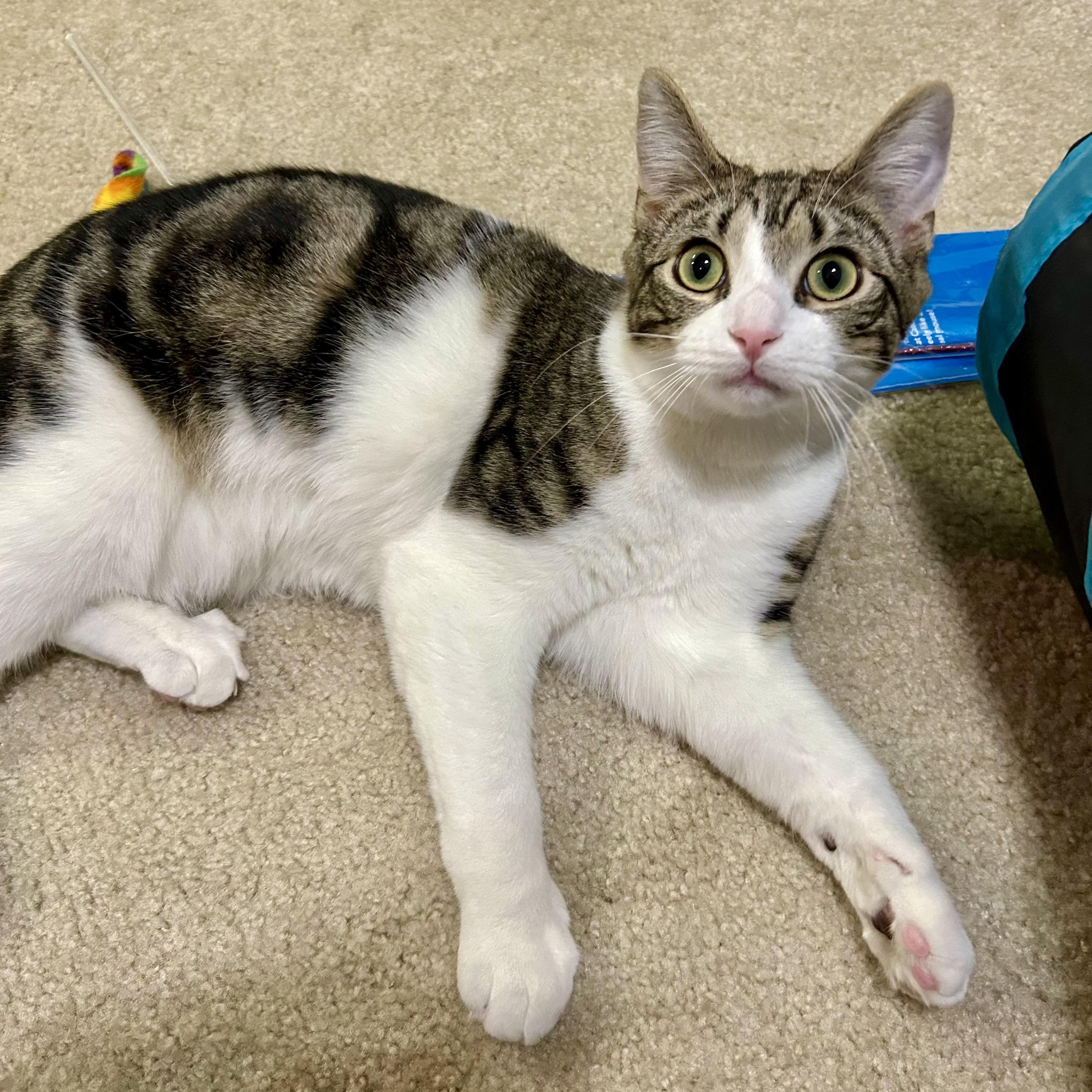 Enlarge Elm, a Adopted Domestic Medium Hair in Fresh Meadows, NY image 4/6