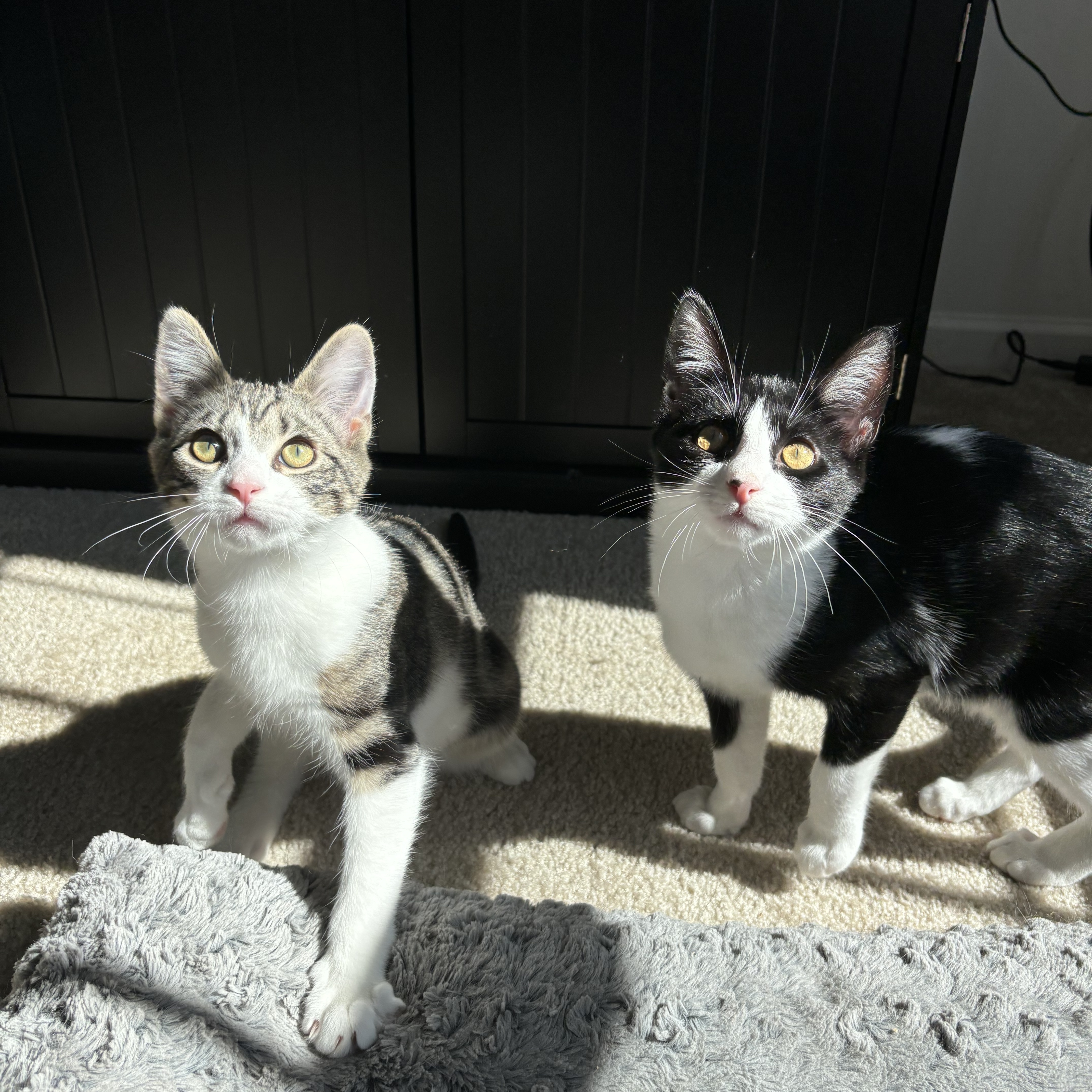 Enlarge Elm, a Adopted Domestic Medium Hair in Fresh Meadows, NY image 5/6