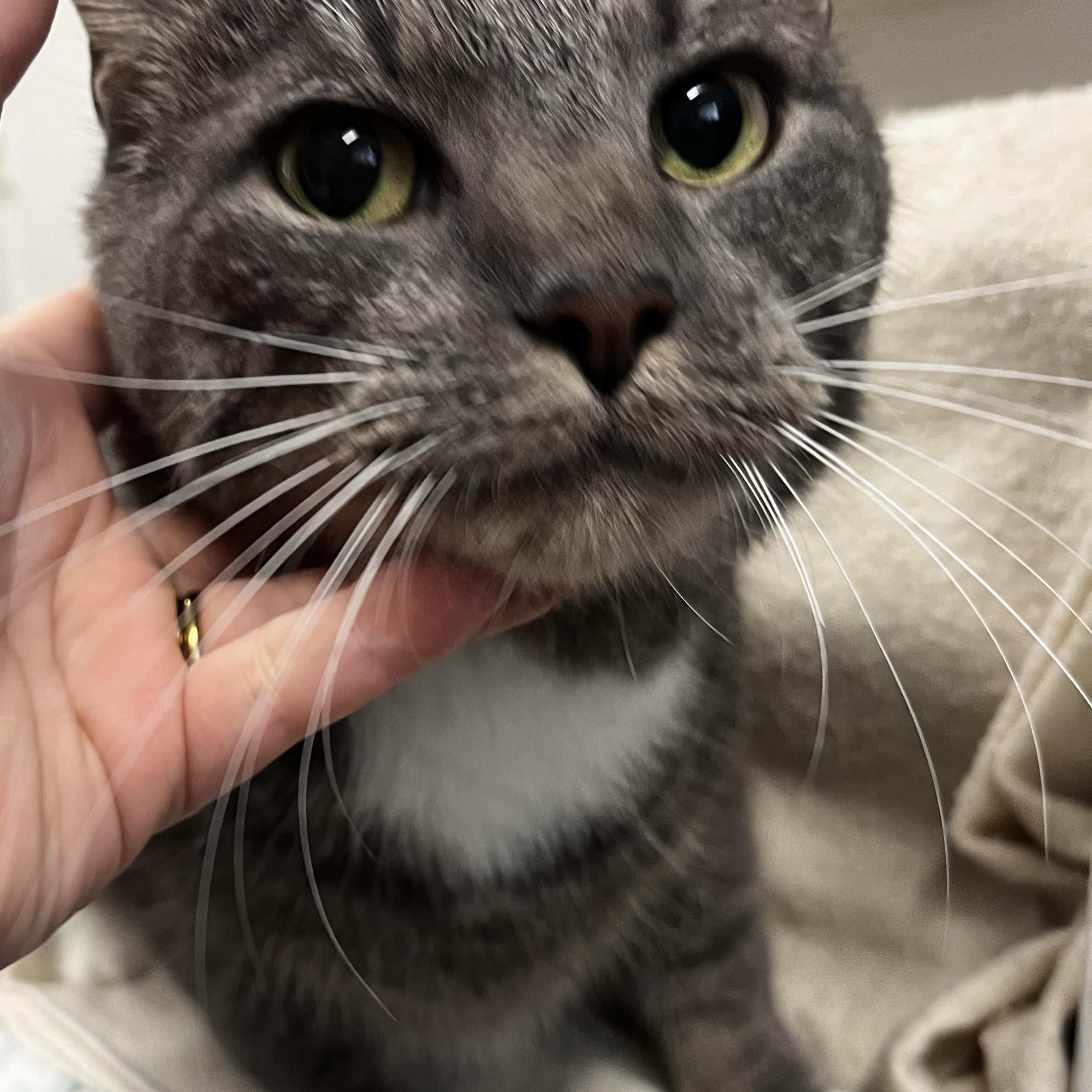 Enlarge Sunny, a ADOPTABLE Domestic Short Hair in Mansfield, CT image 4/4