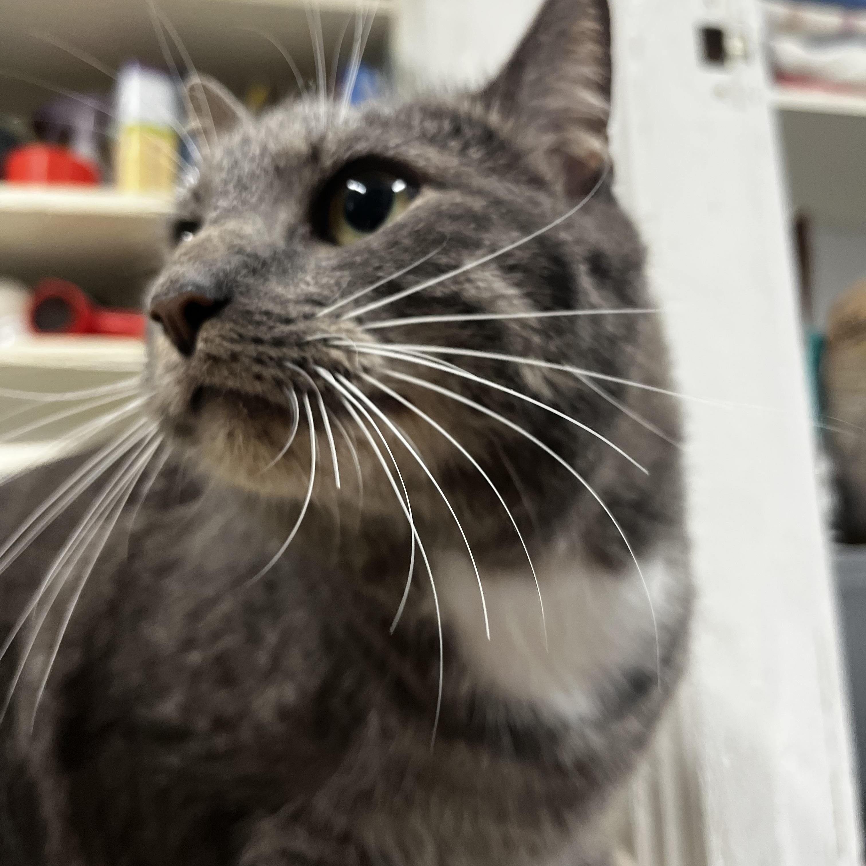 Enlarge Sunny, a ADOPTABLE Domestic Short Hair in Mansfield, CT image 3/4