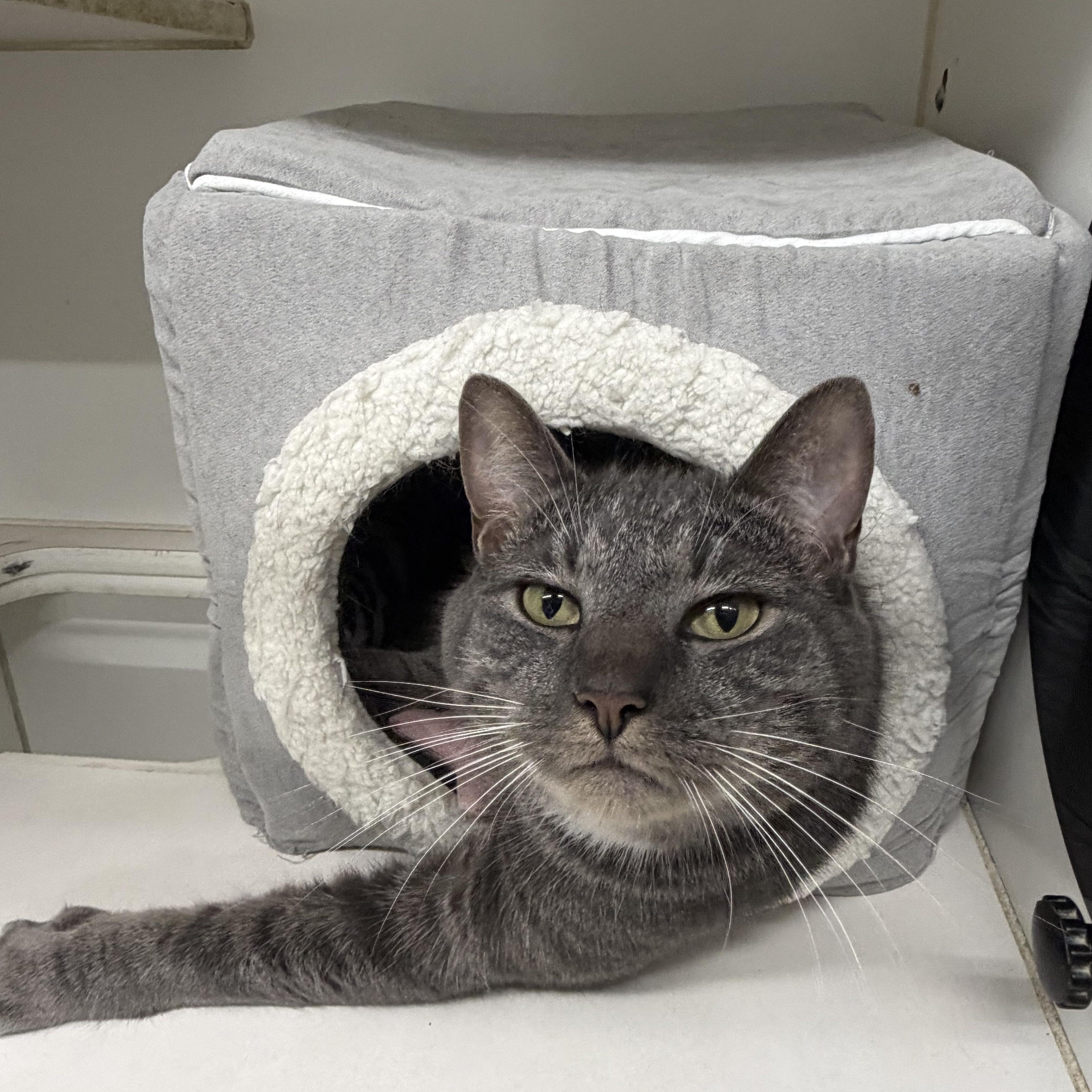 Enlarge Sunny, a ADOPTABLE Domestic Short Hair in Mansfield, CT image 1/5