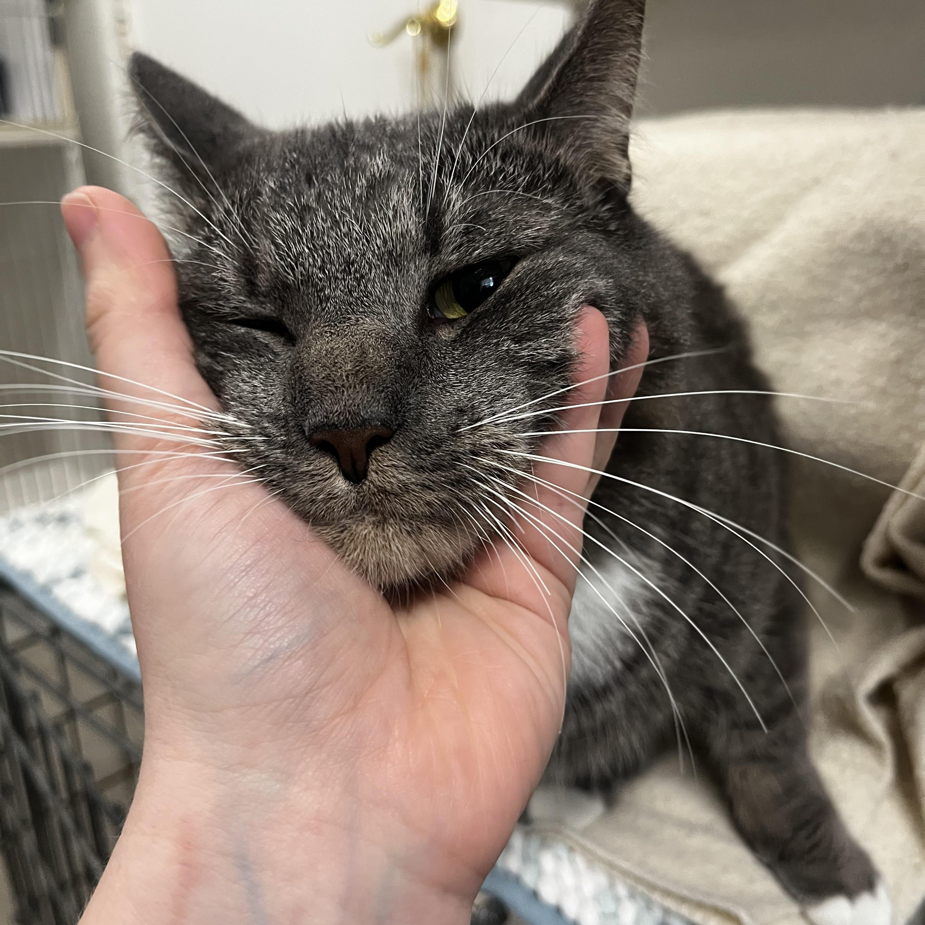 Enlarge Sunny, a ADOPTABLE Domestic Short Hair in Mansfield, CT image 2/4