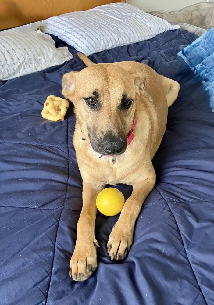 Dustee, a Adoptable mixed breed in Escondido, CA image 1/6