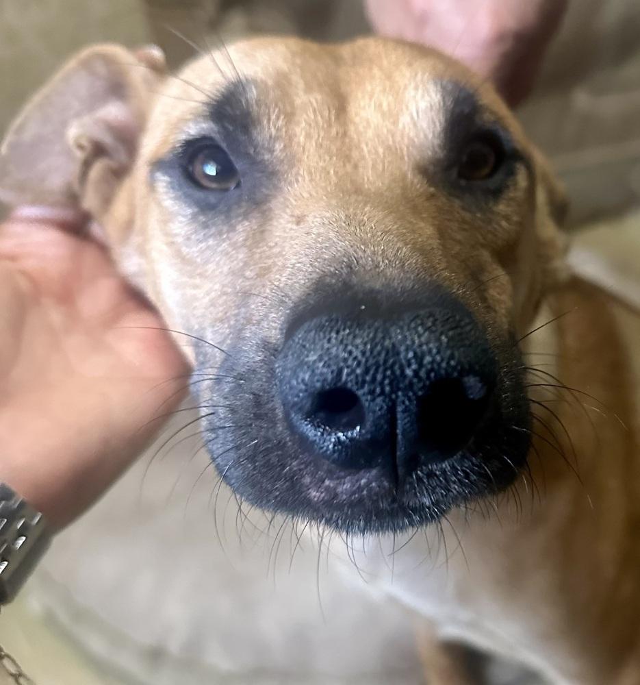 Enlarge Dustee, a Adoptable mixed breed in Escondido, CA image 1/5