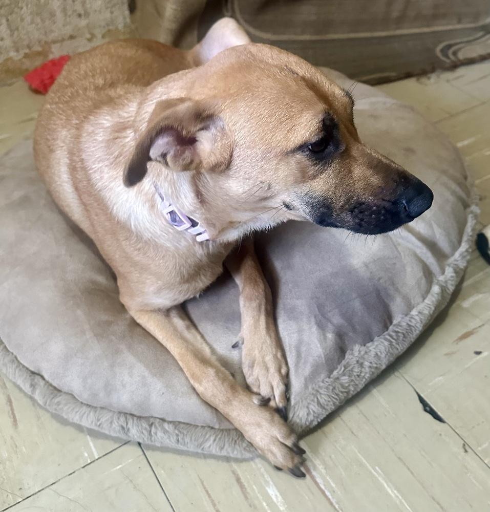 Enlarge Dustee, a Adoptable mixed breed in Escondido, CA image 2/5