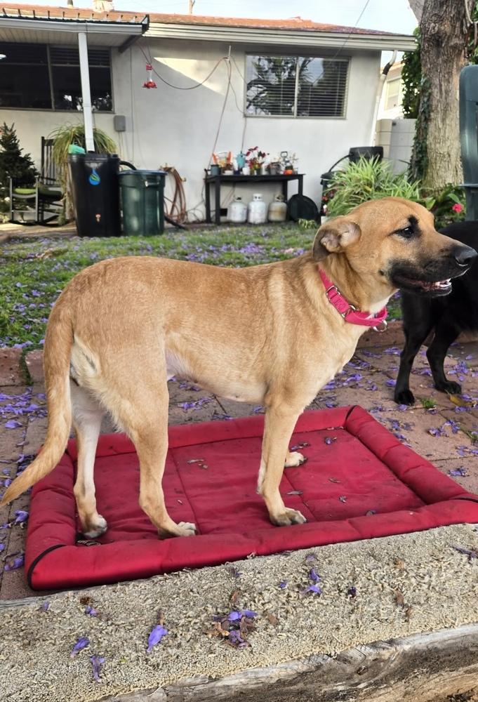 Dustee, a Adoptable mixed breed in Escondido, CA image 2/6