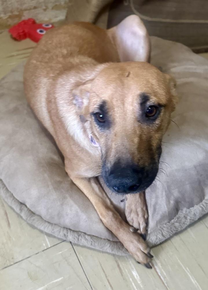 Enlarge Dustee, a Adoptable mixed breed in Escondido, CA image 3/5