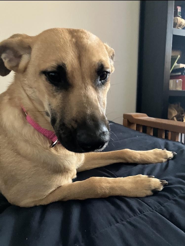 Dustee, a Adoptable mixed breed in Escondido, CA image 3/6