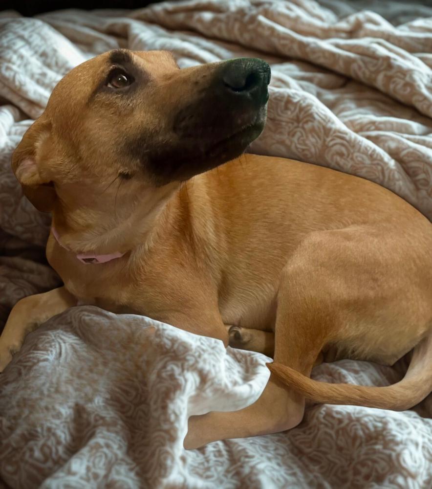 Enlarge Dustee, a Adoptable mixed breed in Escondido, CA image 4/5