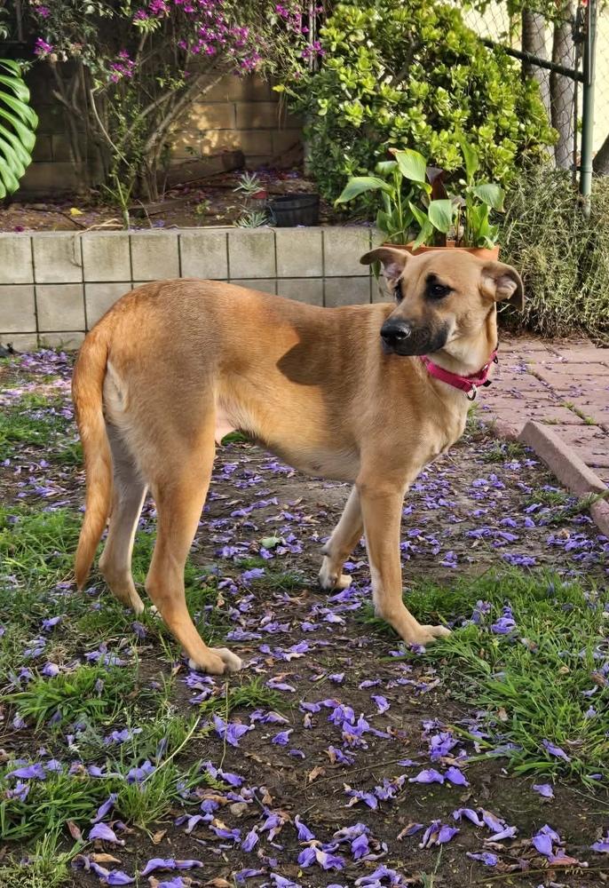 Dustee, a Adoptable mixed breed in Escondido, CA image 5/6