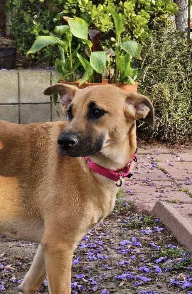 Dustee, a Adoptable mixed breed in Escondido, CA image 6/6