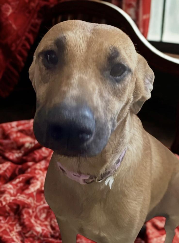 Enlarge Dustee, a Adoptable mixed breed in Escondido, CA image 5/5