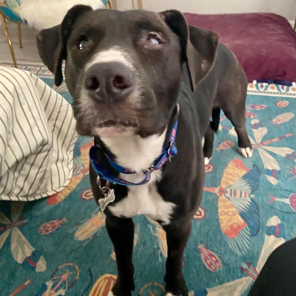 Rambo, Adoptable, Adult Male Pit Bull Terrier & Black Labrador Retriever.