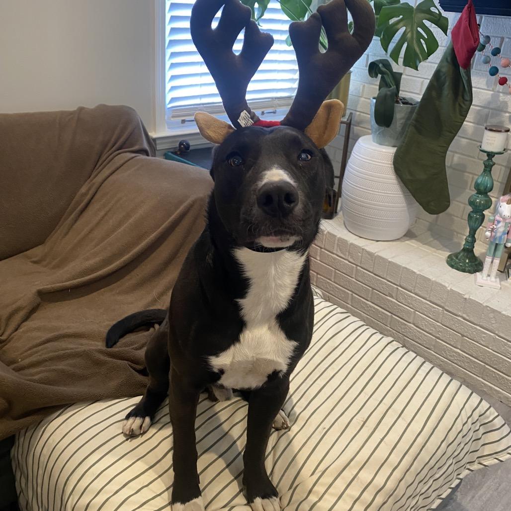 Rambo, Adoptable, Adult Male Pit Bull Terrier & Black Labrador Retriever.