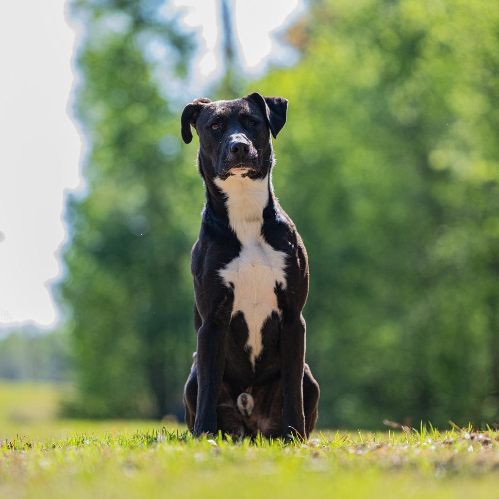Rambo, a Adoptable mixed breed in Bartlett, TN image 3/6
