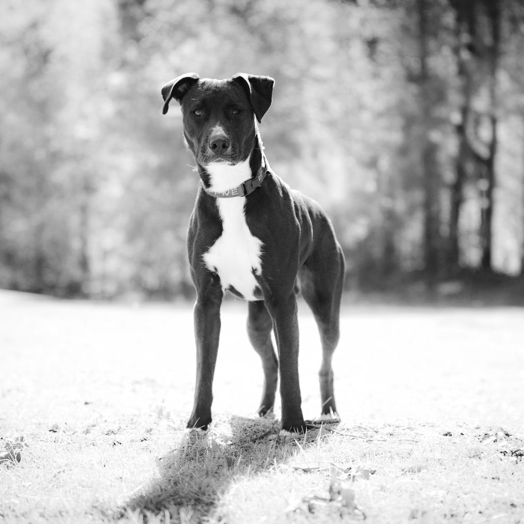 Enlarge Rambo, a Adoptable mixed breed in Bartlett, TN image 3/6