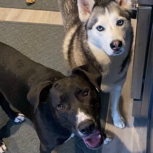 Enlarge Rambo, a Adoptable mixed breed in Bartlett, TN image 4/6